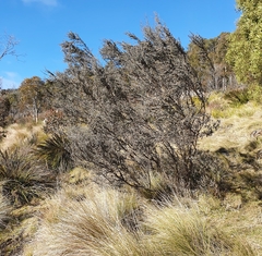 Leptospermum myrtifolium