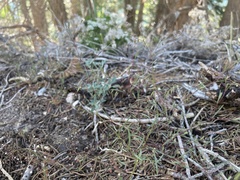 Eriogonum spergulinum