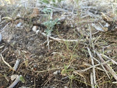 Eriogonum spergulinum