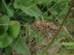 Betonica officinalis