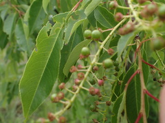 Prunus serotina