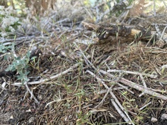 Eriogonum spergulinum