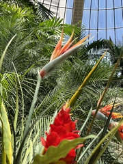 Strelitzia juncea
