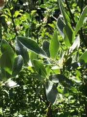 Salix orestera