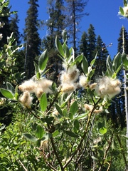 Salix orestera