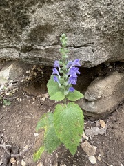 Scutellaria incana