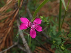 Dianthus deltoides