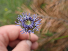 Jasione montana