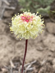Eriogonum douglasii