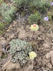 Eriogonum douglasii