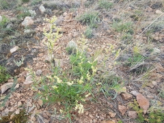 Persicaria angustifolia