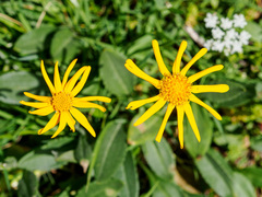 Senecio pyrenaicus