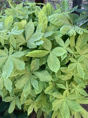 Aesculus hippocastanum