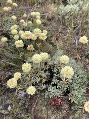 Eriogonum douglasii