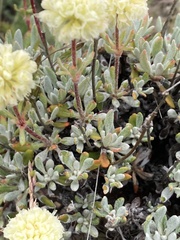 Eriogonum douglasii