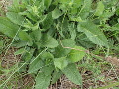 Betonica officinalis