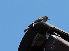 Phoenicurus ochruros
