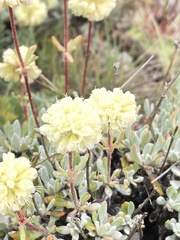 Eriogonum douglasii