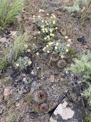 Eriogonum douglasii
