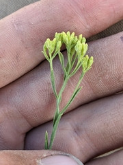 Chrysothamnus greenei