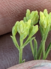 Chrysothamnus greenei