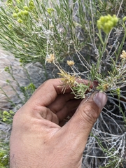 Chrysothamnus greenei