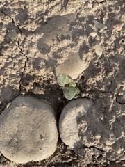 Abutilon theophrasti