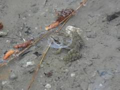 Pelophylax bedriagae