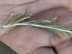 Chrysothamnus greenei