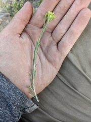 Chrysothamnus greenei