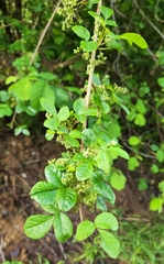 Toxicodendron diversilobum