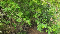 Toxicodendron diversilobum