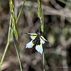 Libelloides baeticus
