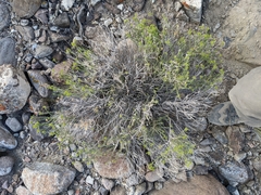 Chrysothamnus greenei