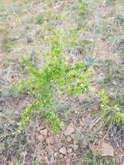 Spiraea aquilegifolia