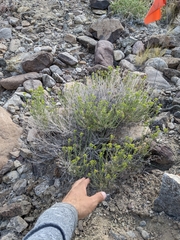 Chrysothamnus greenei