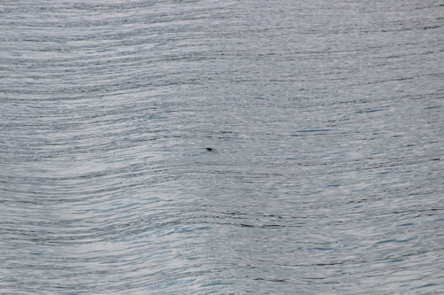 photo of Pacific Harbor Seal (Phoca vitulina richardii)