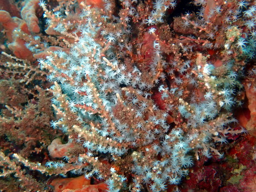 Soft Coral