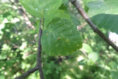 Eriophyes alniincanae