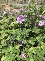 Malva sylvestris
