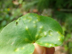 Puccinia asarina
