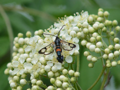 Synanthedon culiciformis
