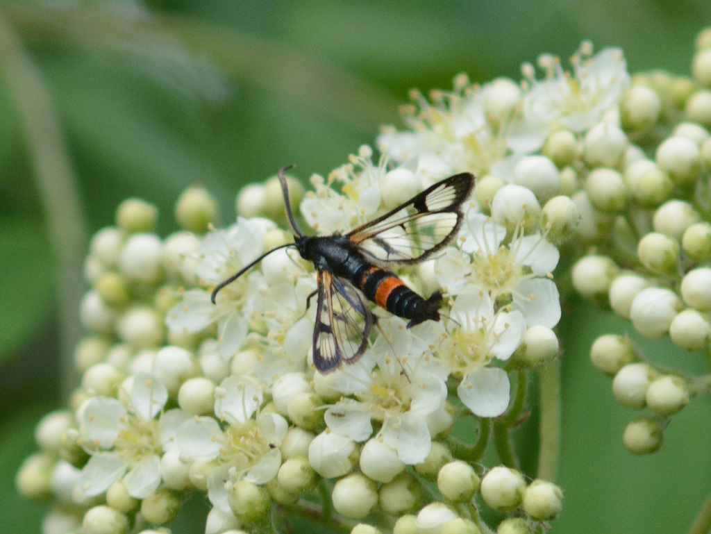 Large Red-belted Clearwing