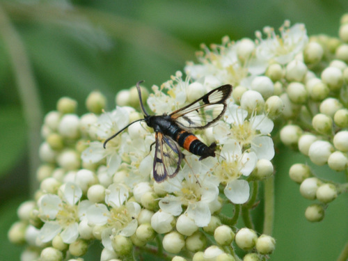 Large Red-belted Clearwing