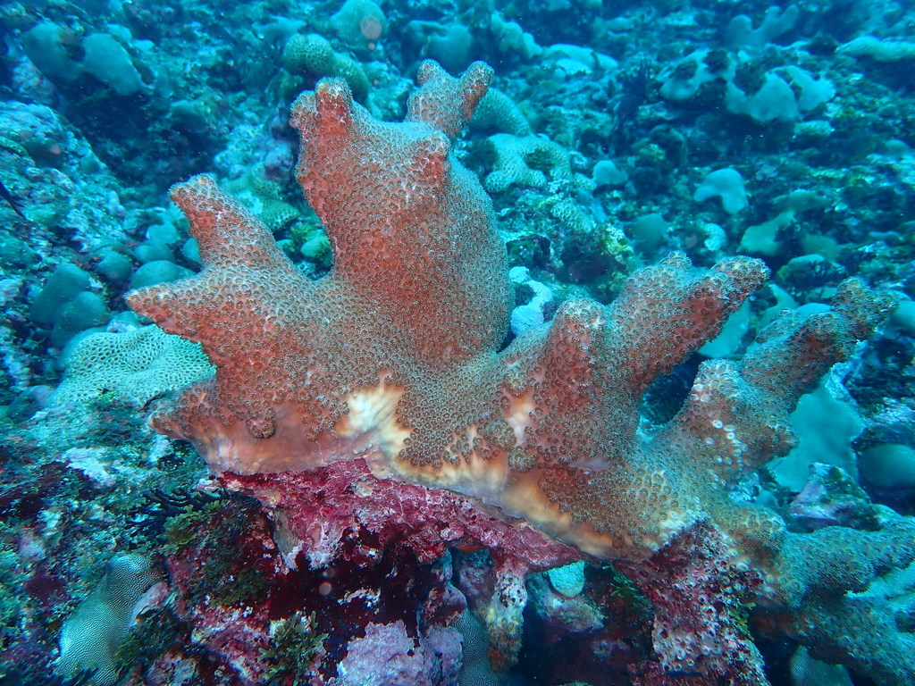 Schizoculina fissipara