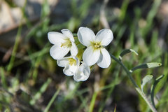 Physaria ovalifolia alba