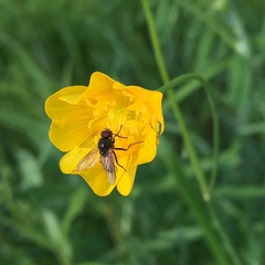 Thricops semicinereus