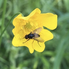 Thricops semicinereus