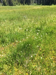 Bistorta bistortoides