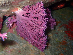 Stylaster blatteus